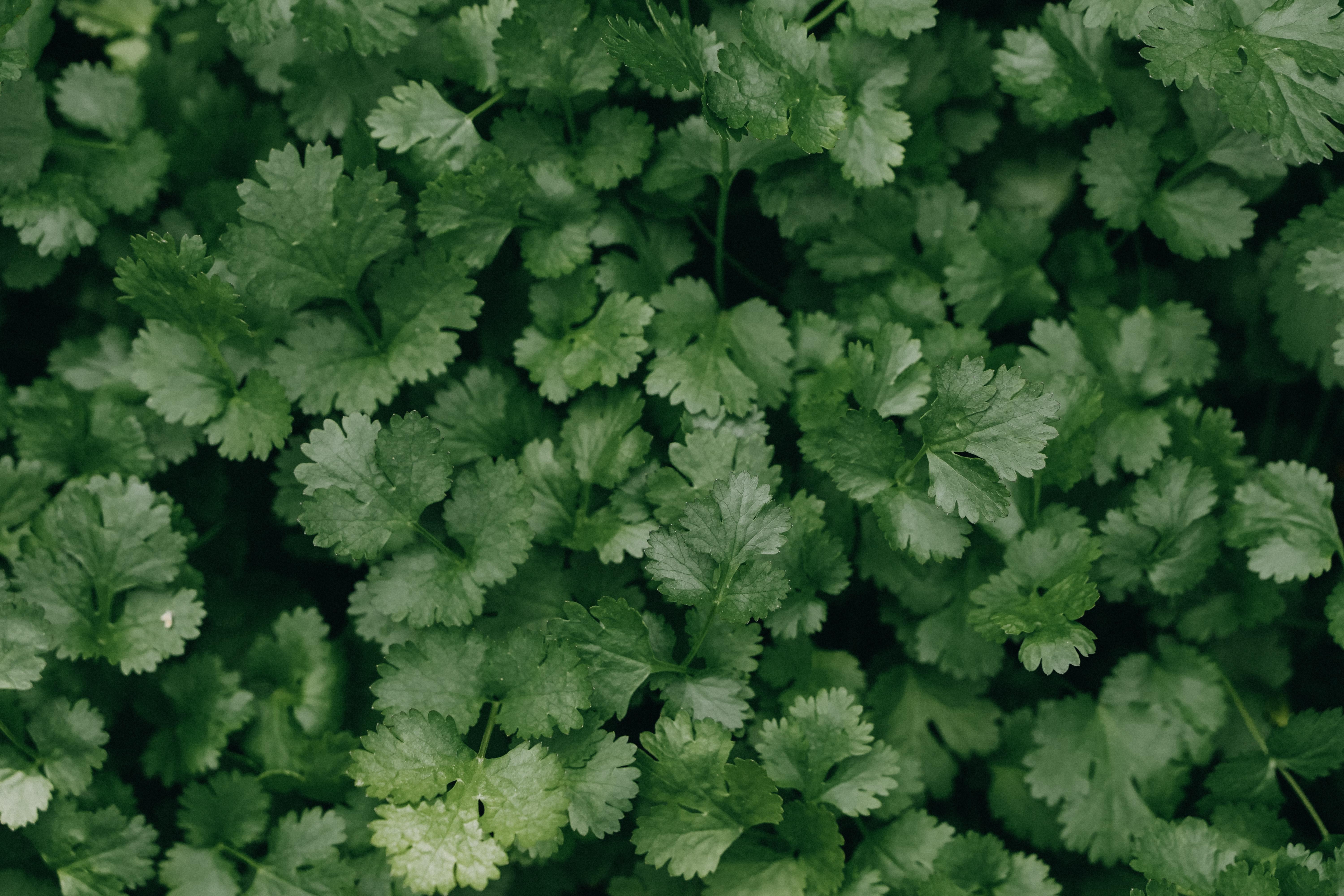 Coriander