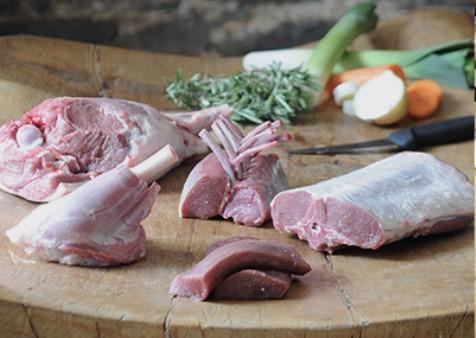 Lamb