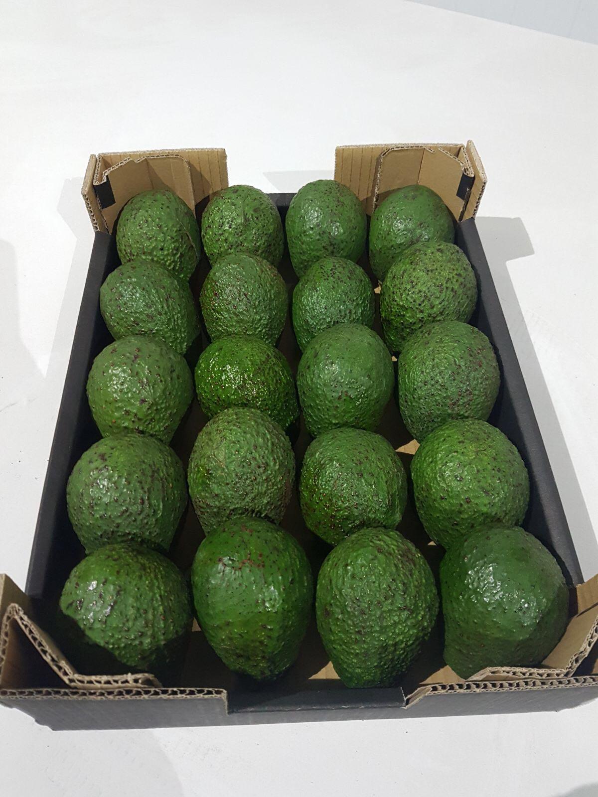 Avocado hass