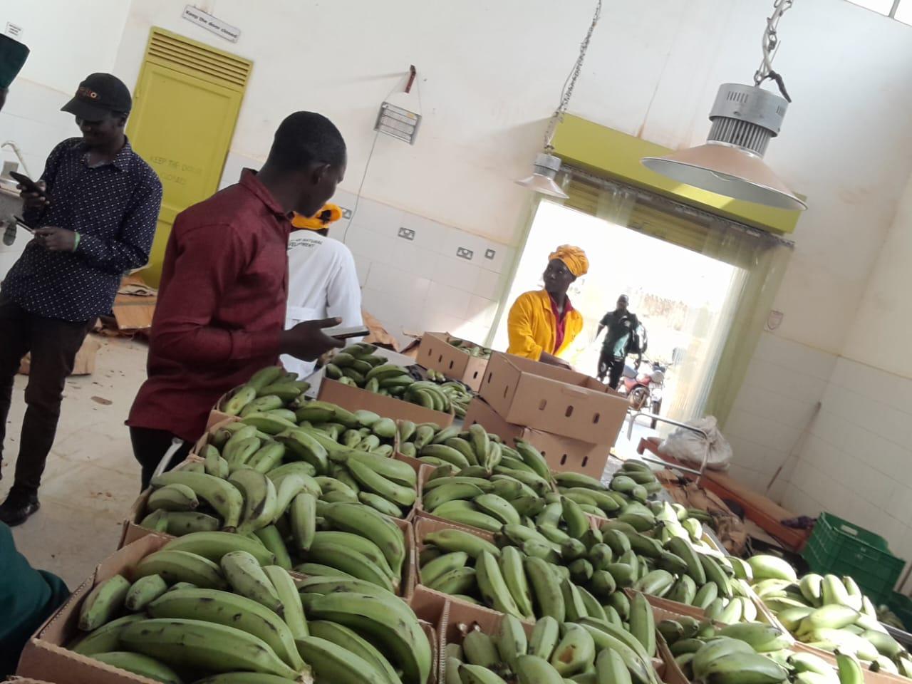 Highland Bananas (Matooke)