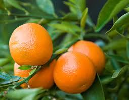 Fresh Orange