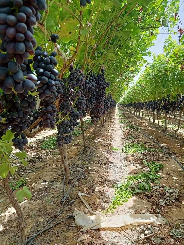 Grape