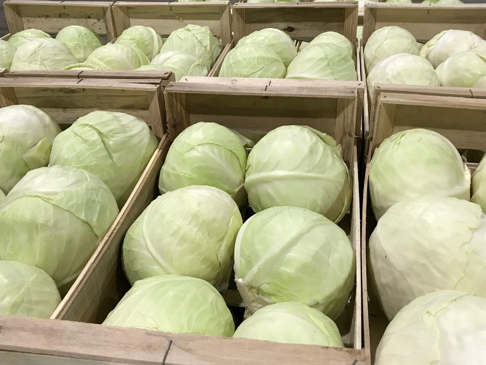 Cabbage
