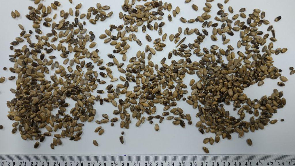 Milk thistle seeds