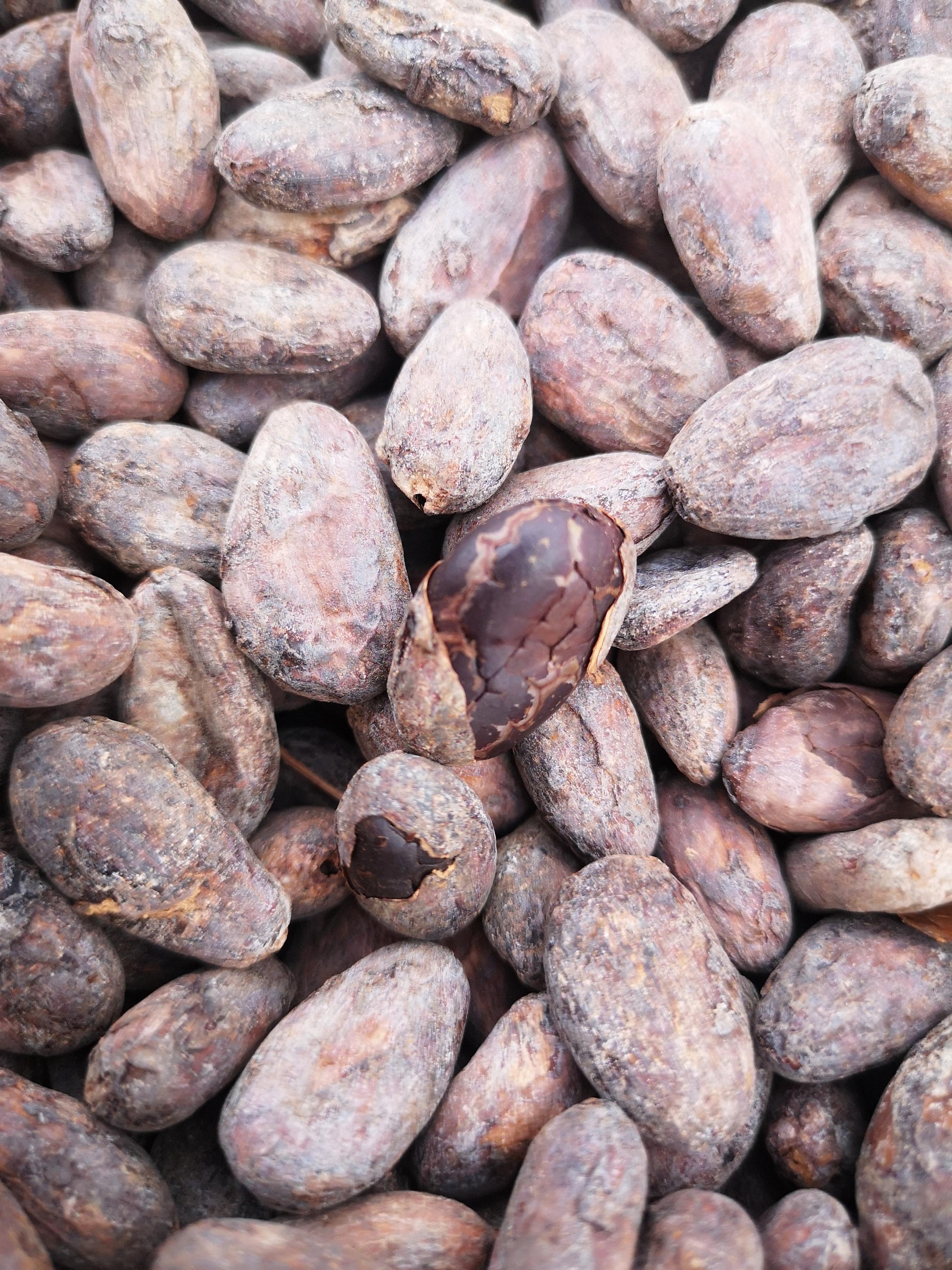 cacao beans, dry & fermented