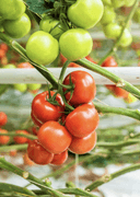 Romindo Tomato