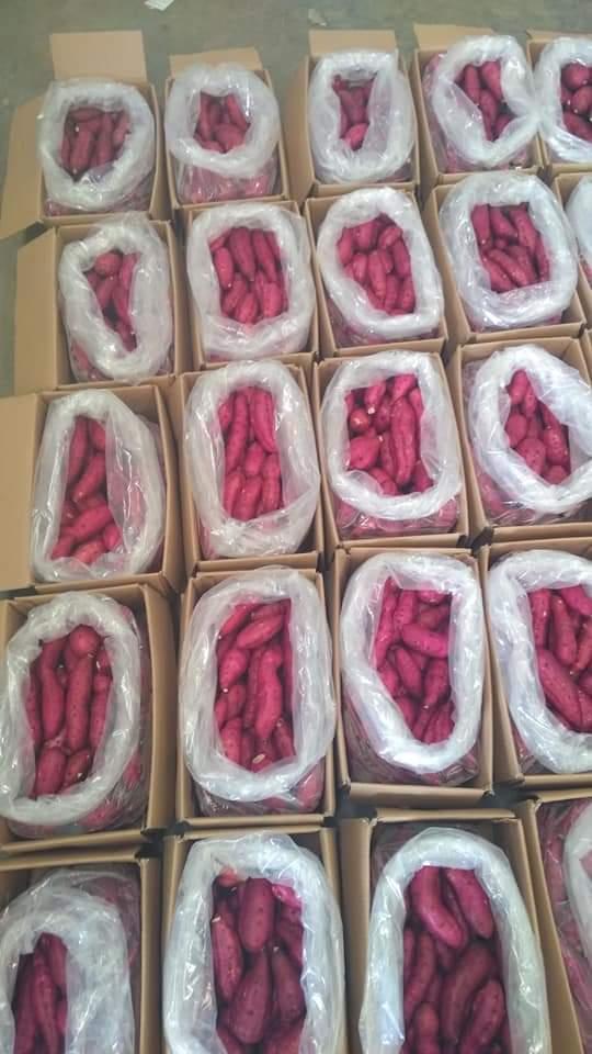 Sweet Potato