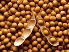 Maize