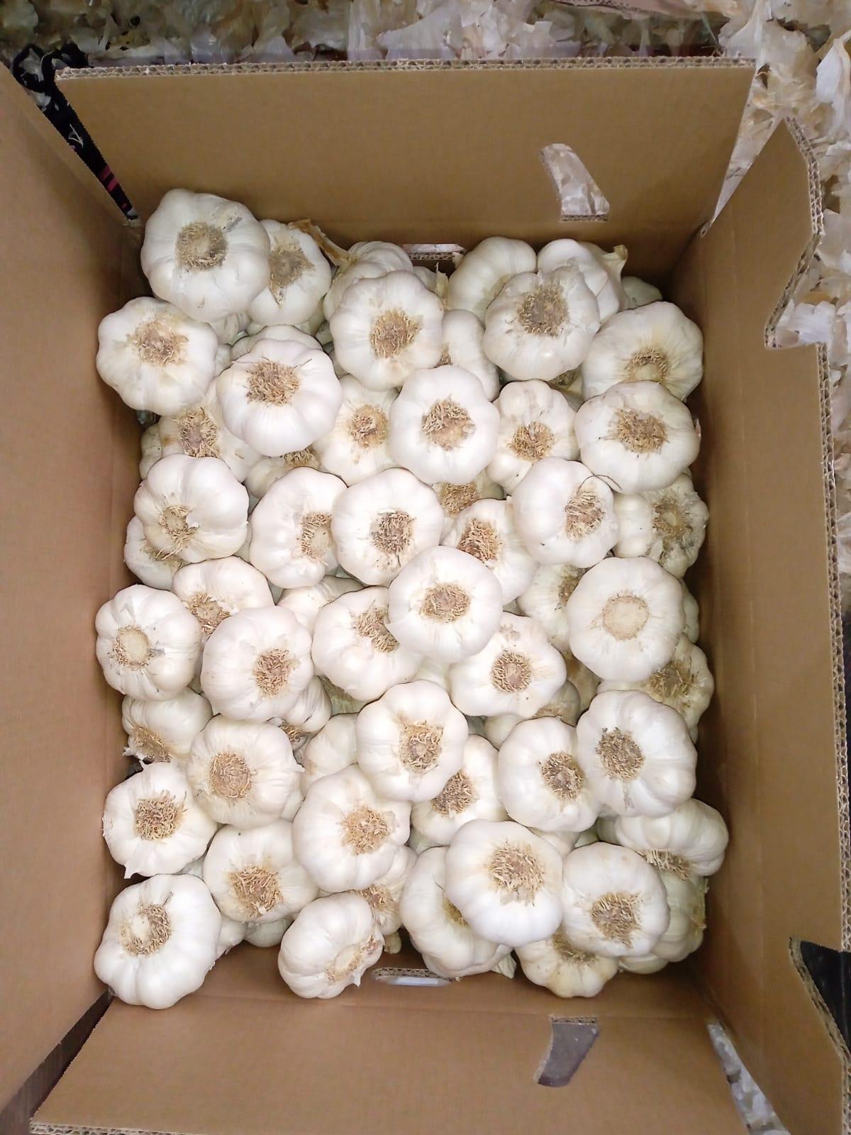 White Spring Garlic