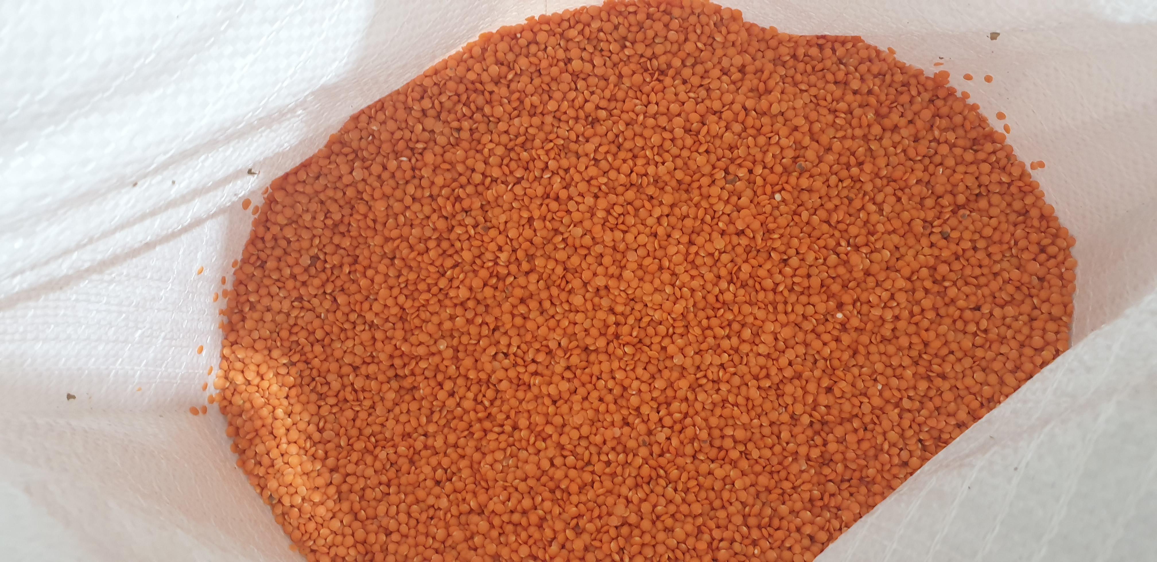 red lentils