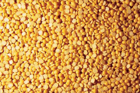 Sorghum