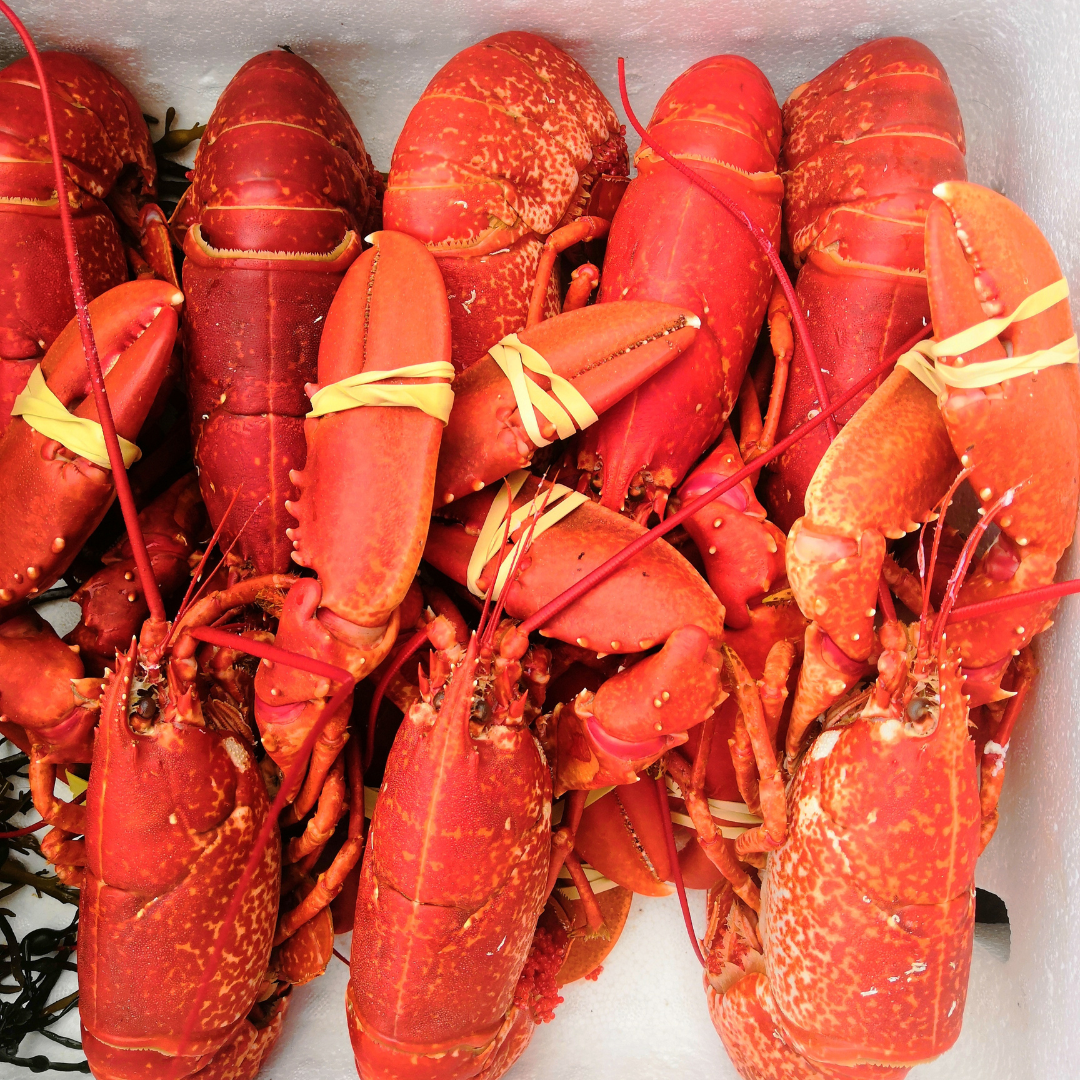 Lobster