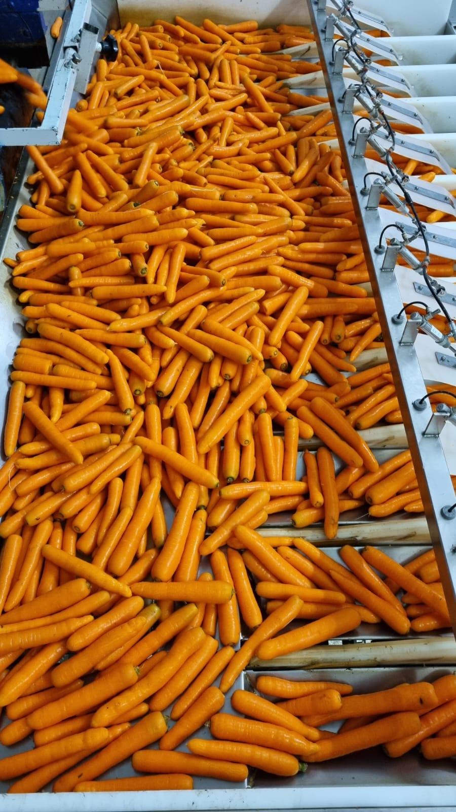 Fresh Carrot