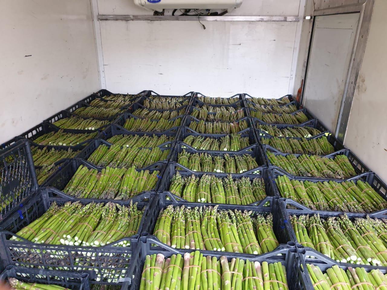 Fresh Asparagus Large and Extra-Large size