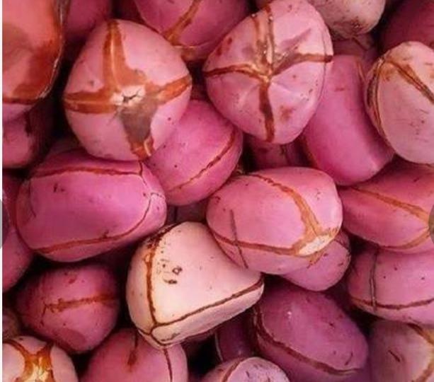 Kola nut