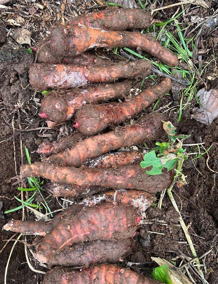 Malanga, Taro, Ocumo,