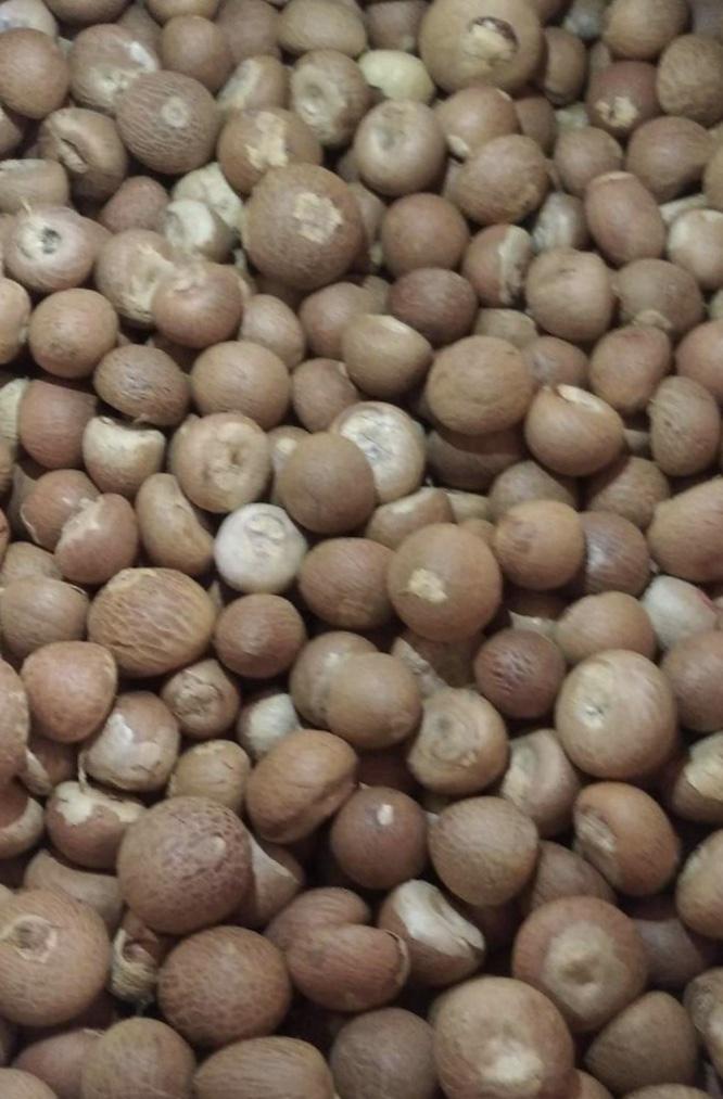 Dried Betel nut