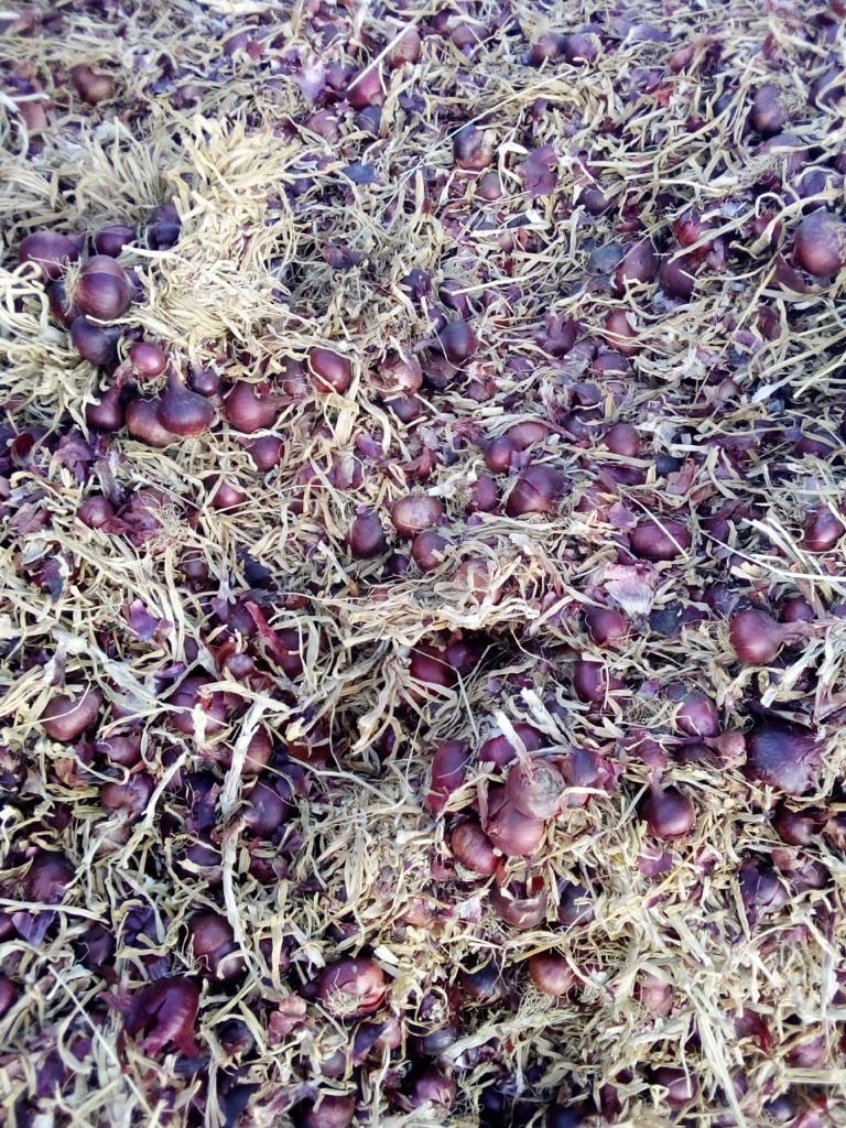 fresh Red onions