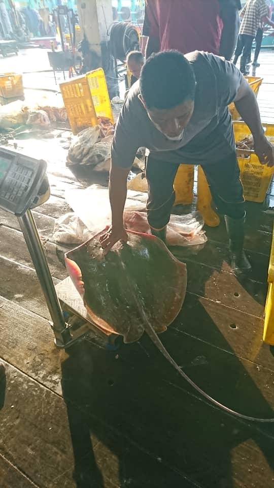 Wild Sea Prawn