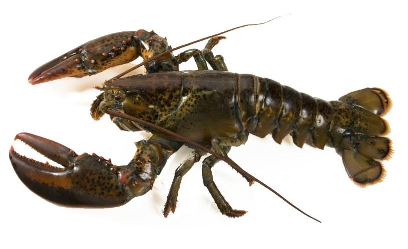 Live Lobster