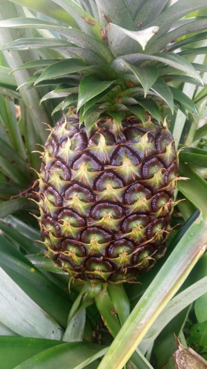 Fresh Mangosteen