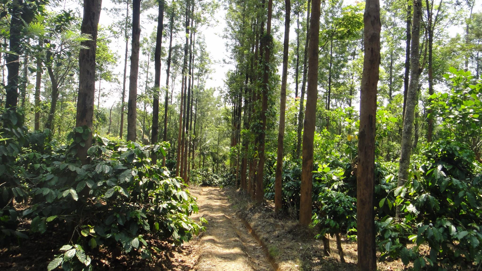 Washed Arabica India