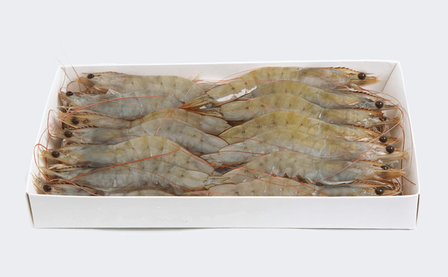 Shrimp