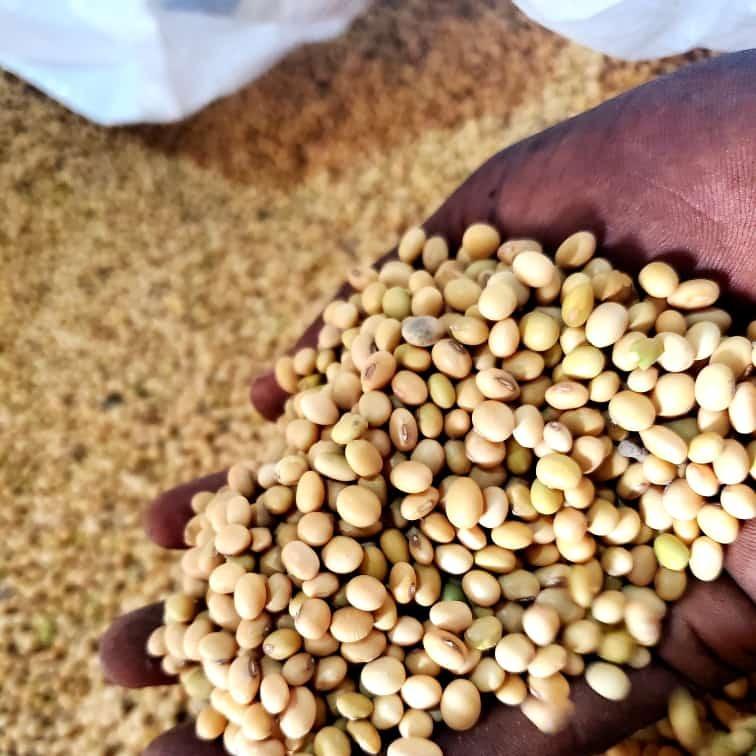 Non-GMO Soybean