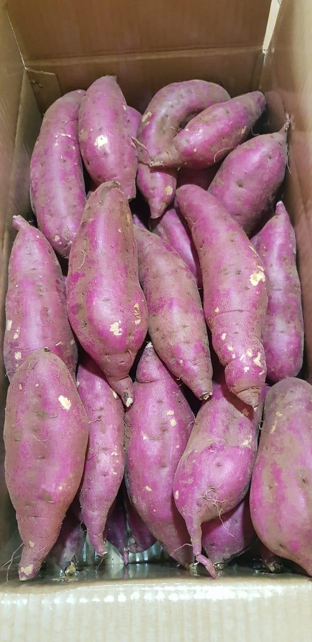 JAPANESE SWEET POTATO