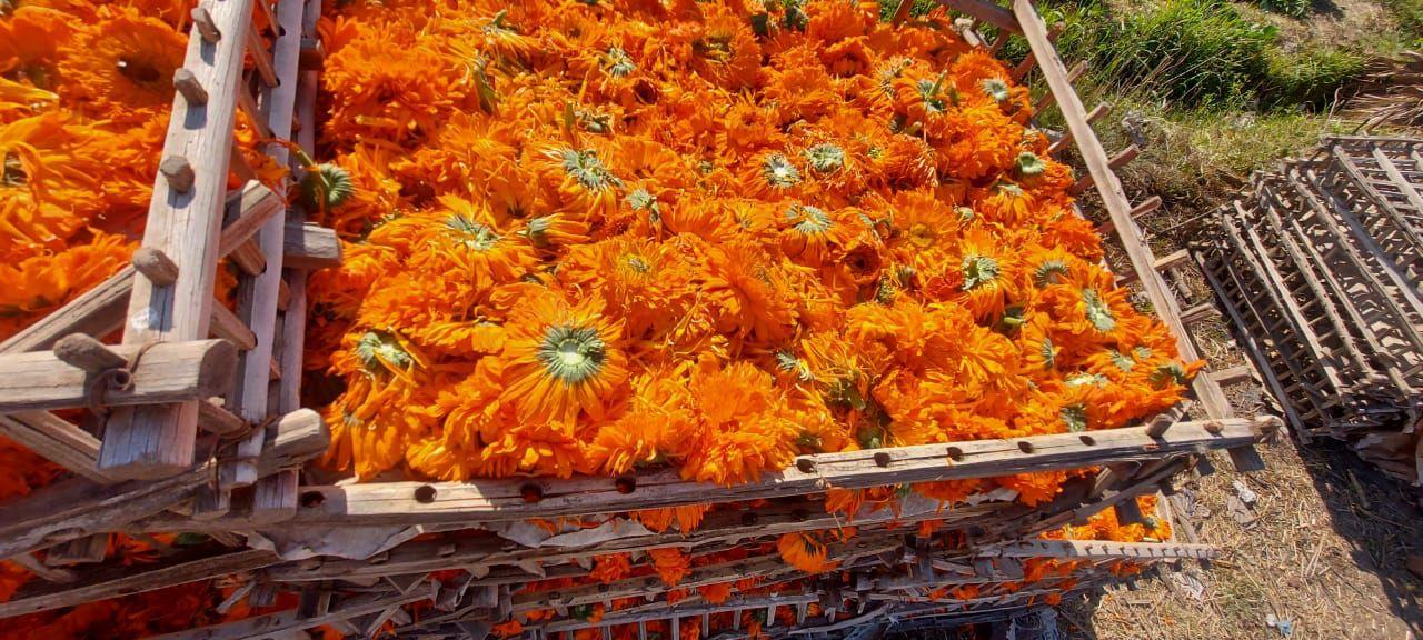 calendula flower