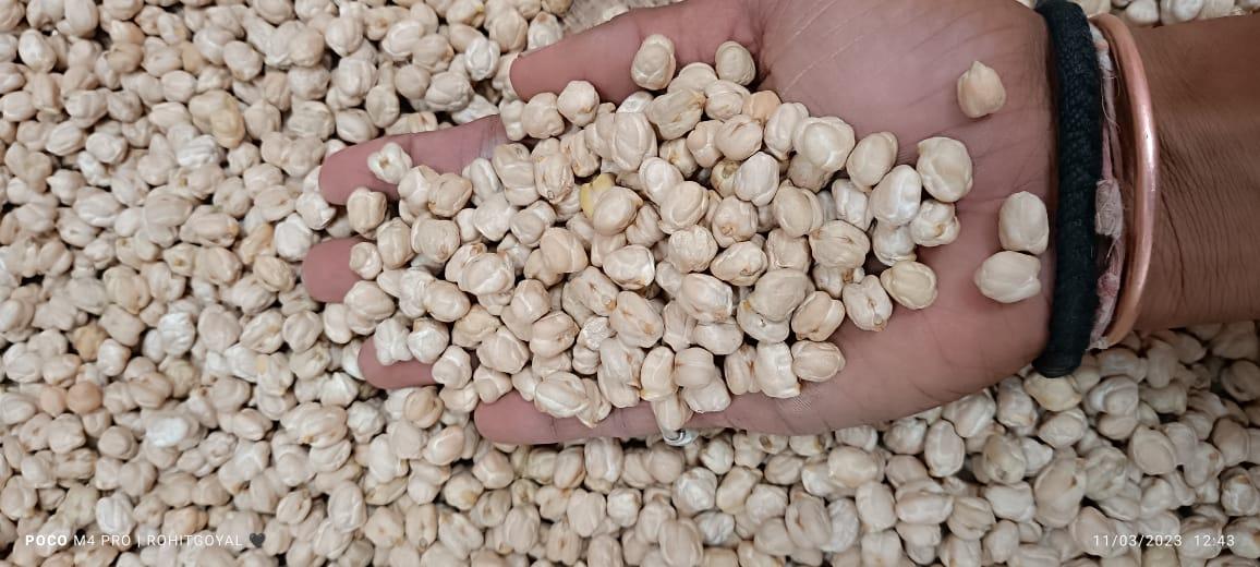 Dried Chickpea