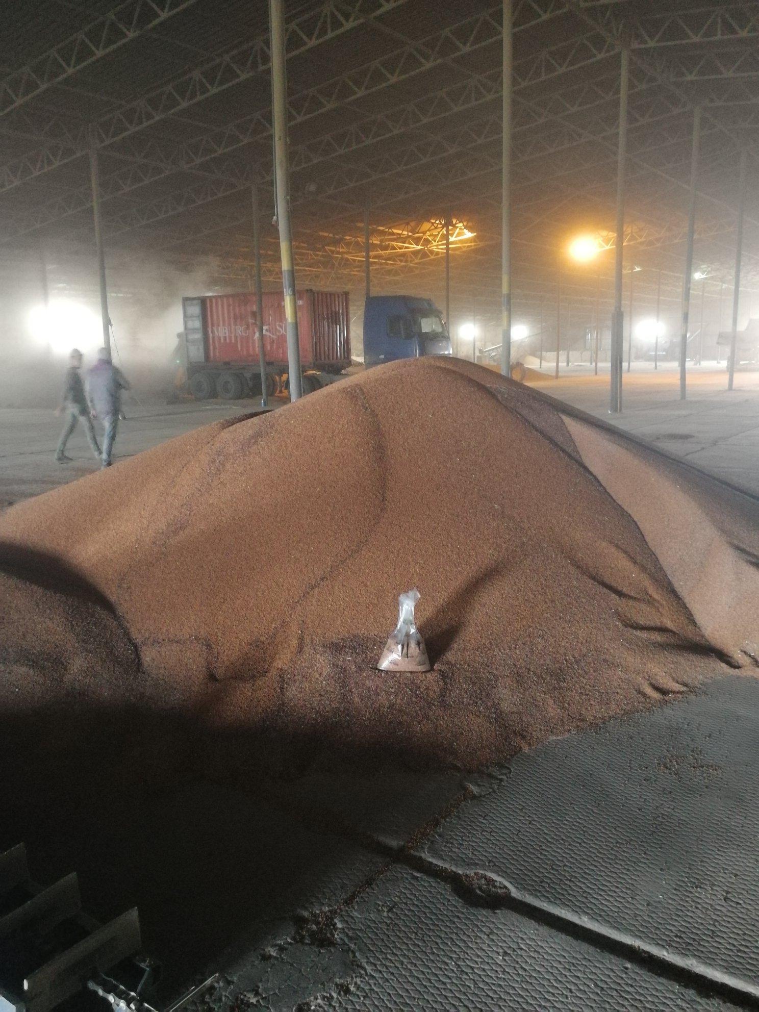 Red sorghum