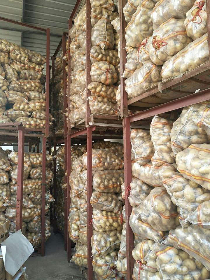 Potato