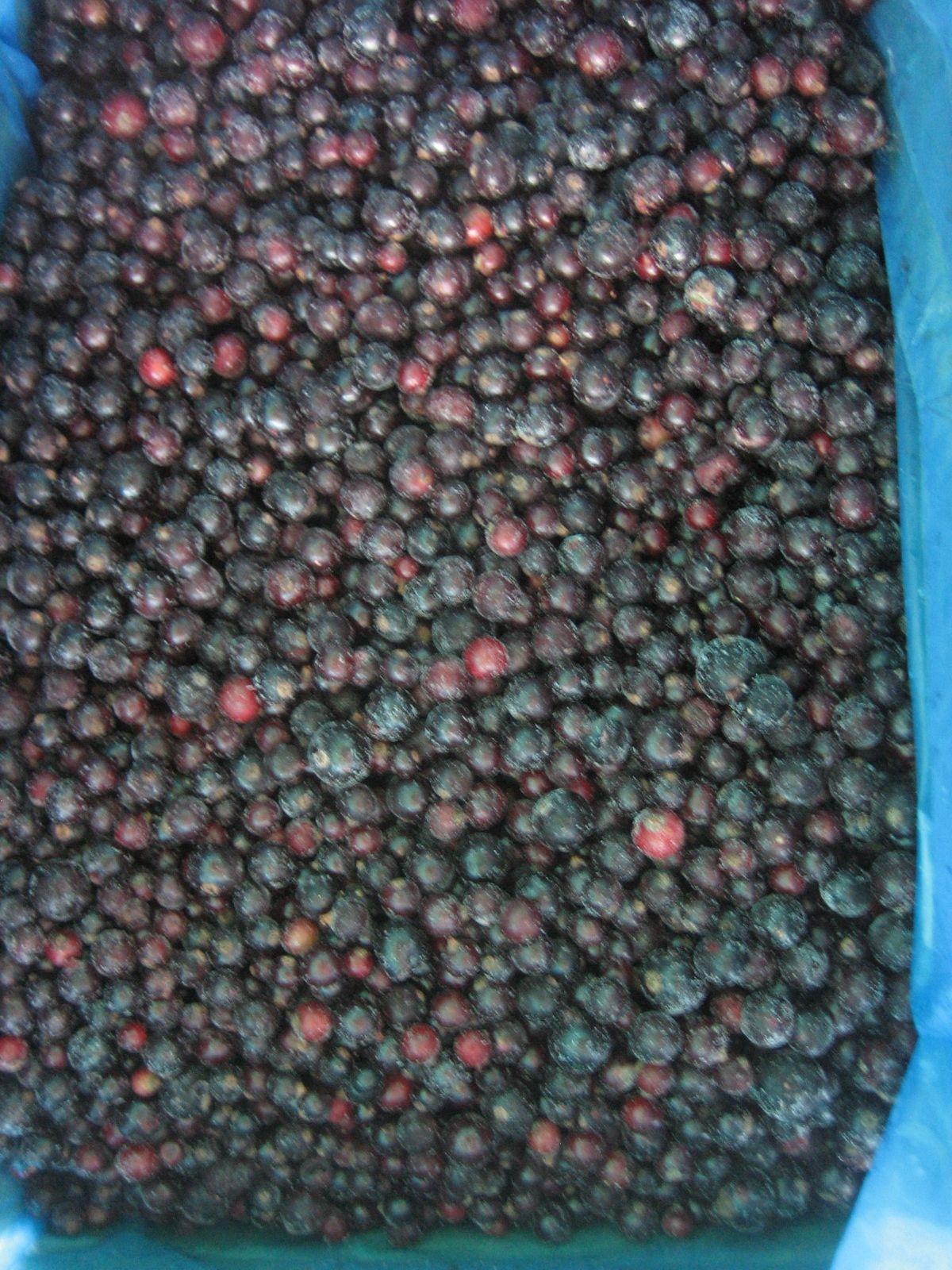 Frozen Blueberry