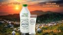 Camel Milk