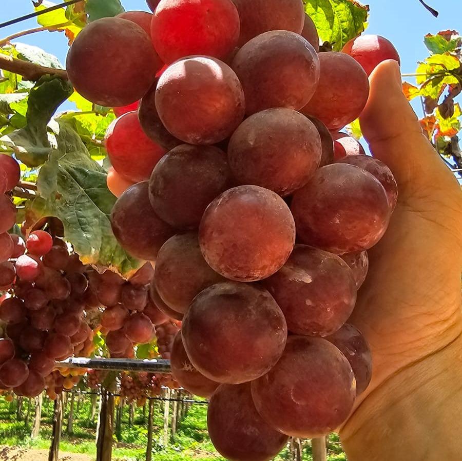 Peruvian Red Globe Grape