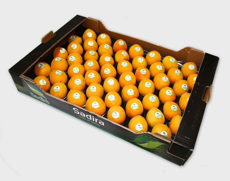 Fresh Apricot
