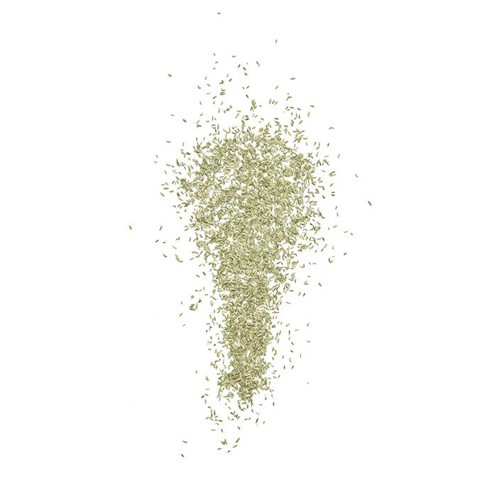 Oregano