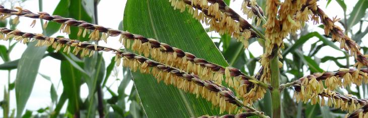 Soybean