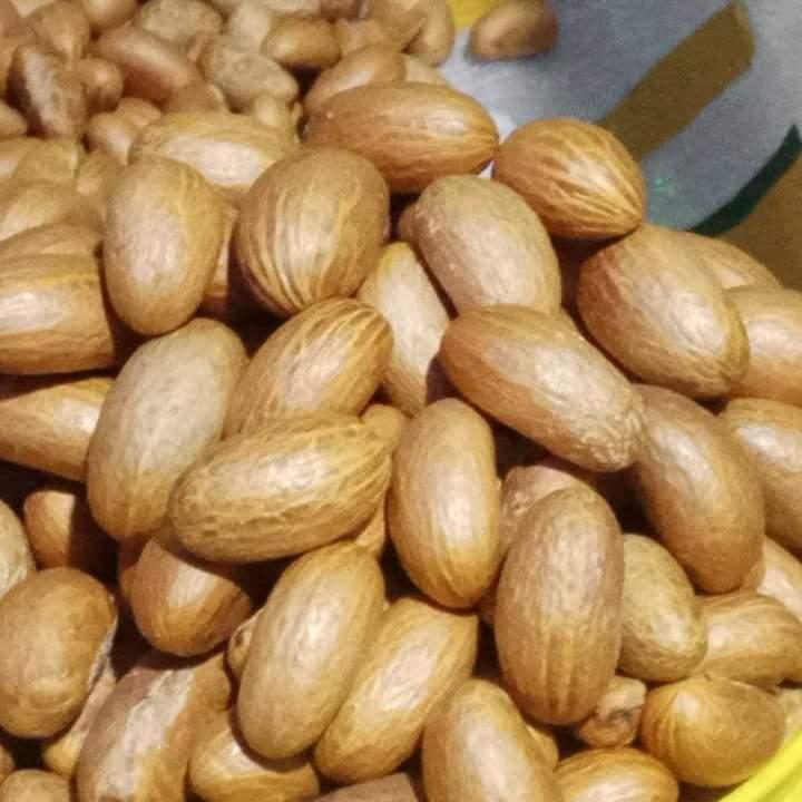 Bitter Kola