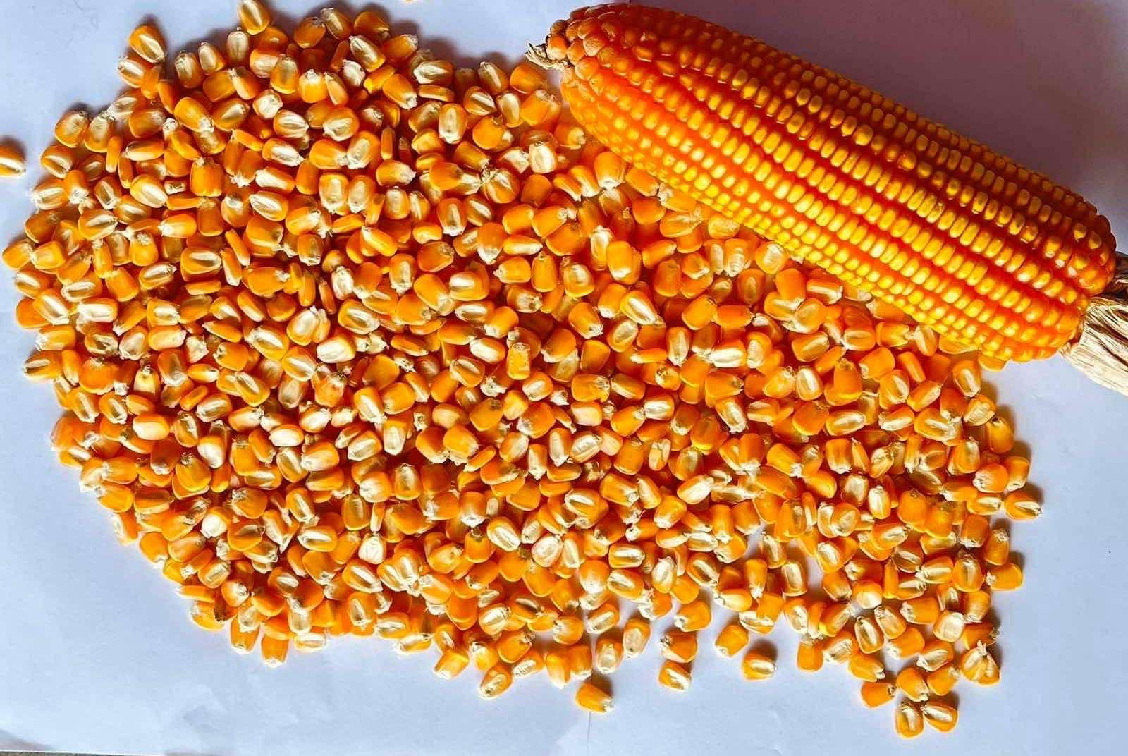 Yellow Maize