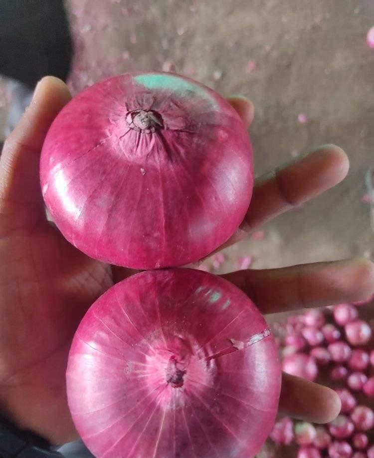 Fresh Onions