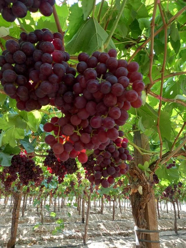 grape 🍇