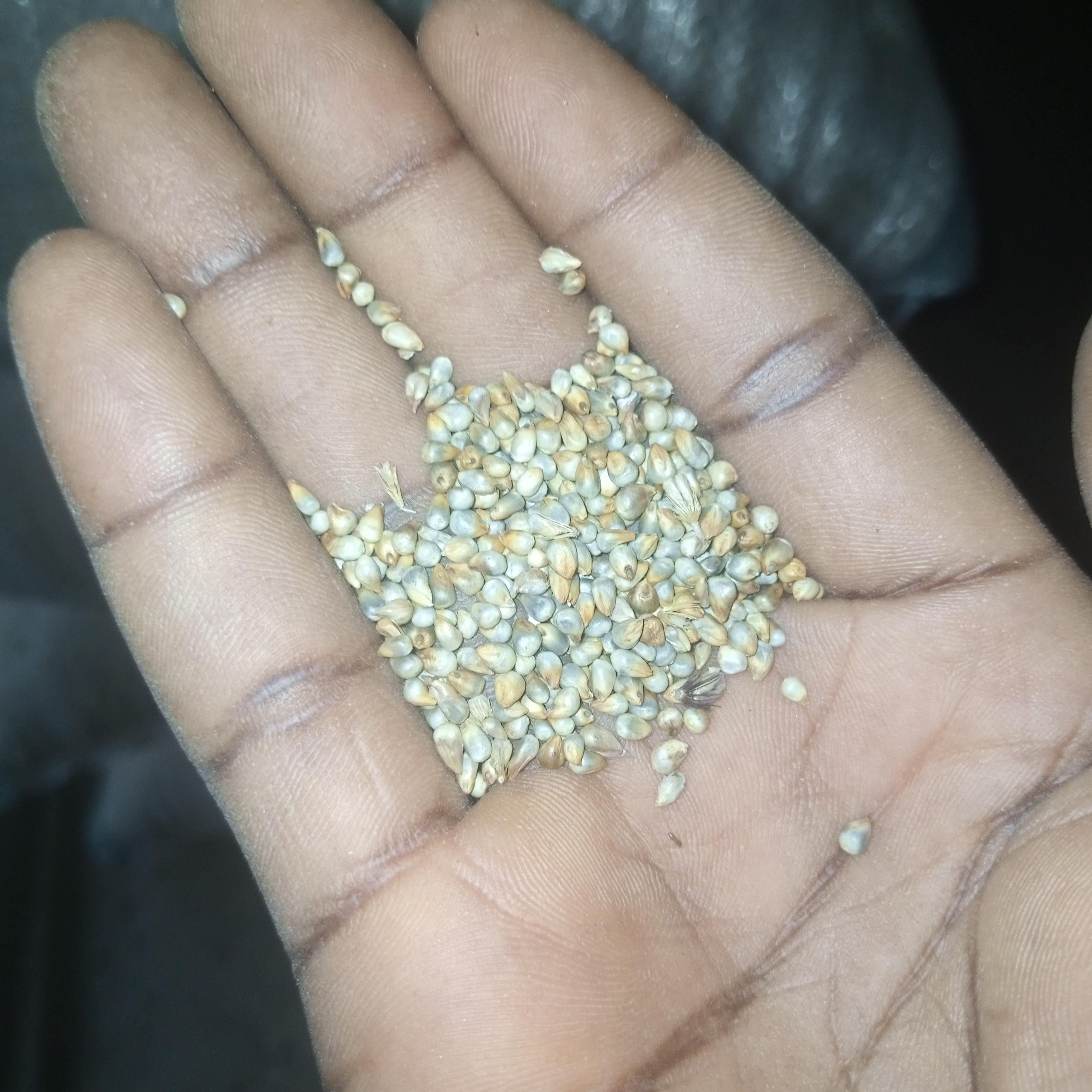Millet