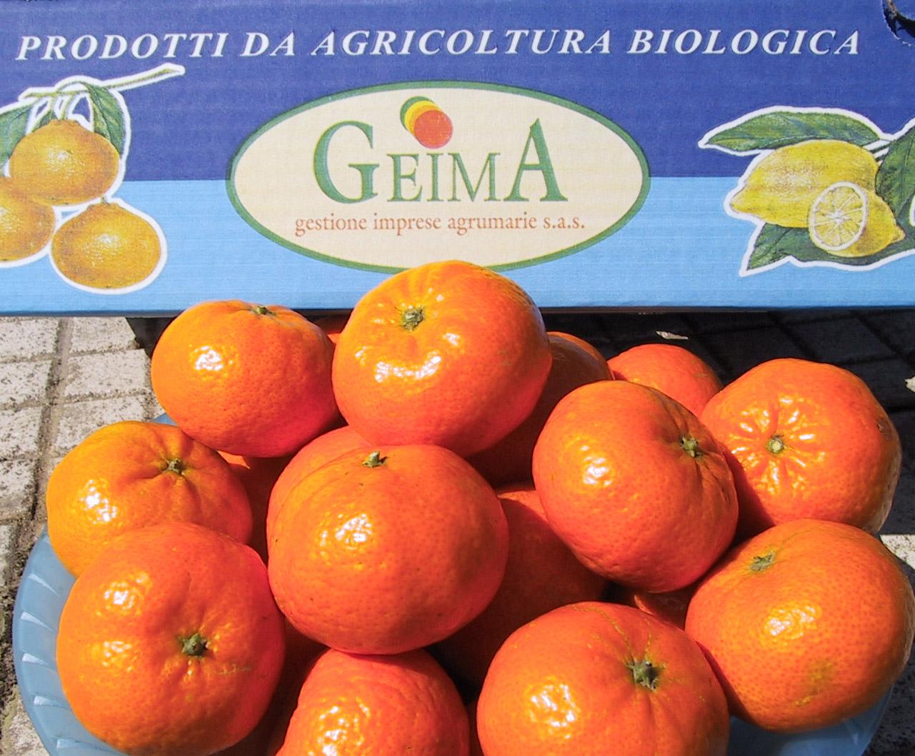 Fresh Orange