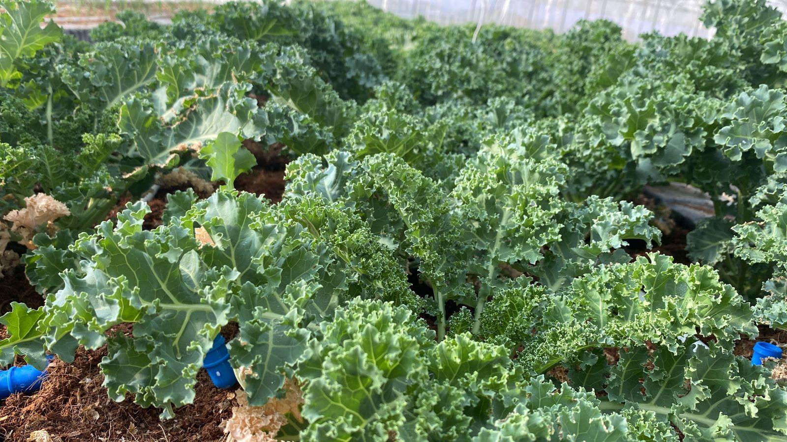 Kale