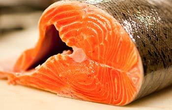 Chum Salmon