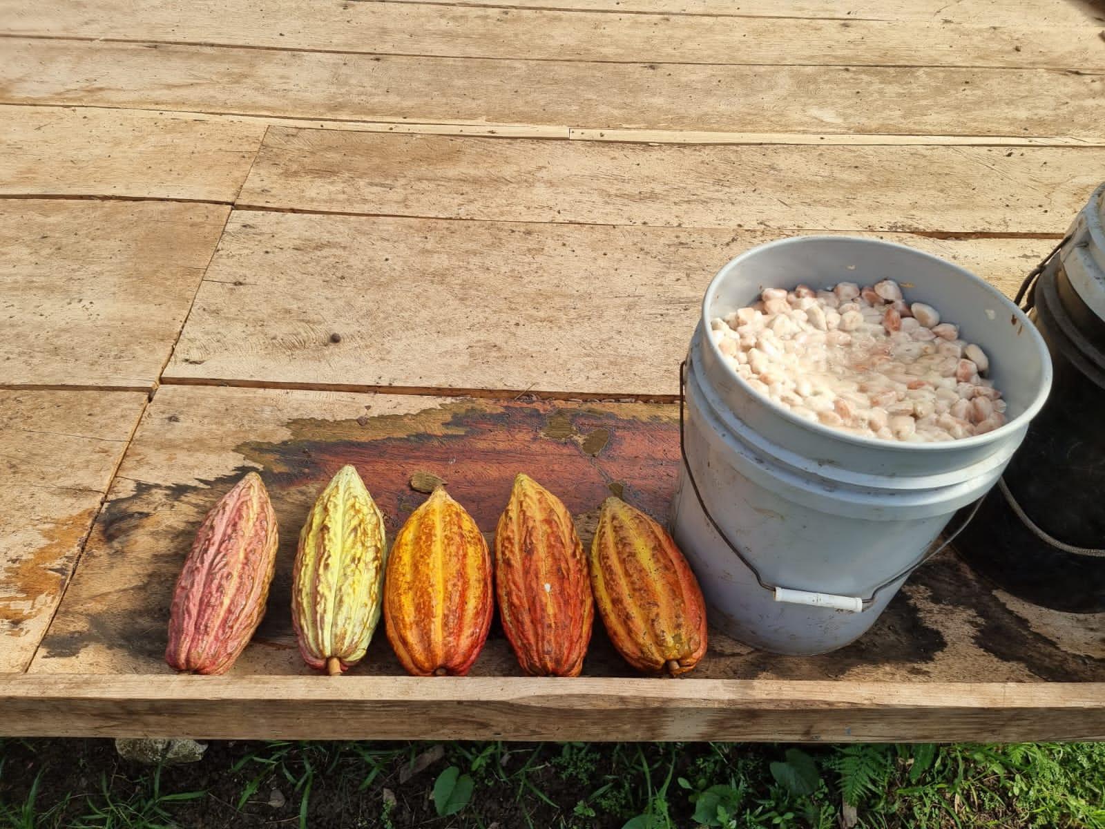 Cocoa Bean