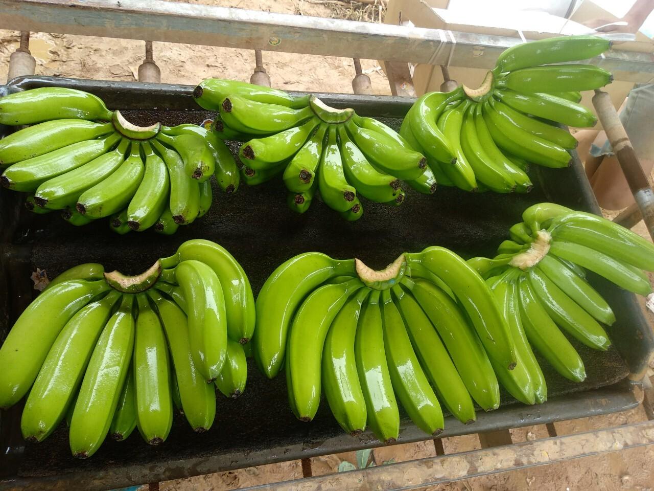 Fresh Avocado