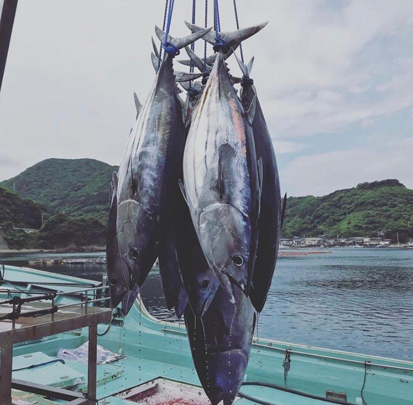 Yellowfin Tuna Belly